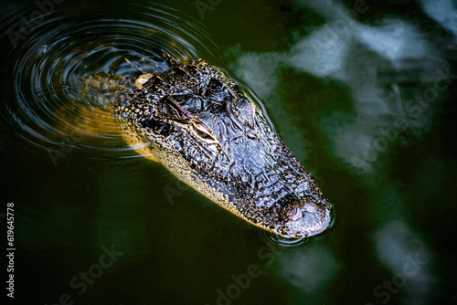 Alligator on Daufuskie Island