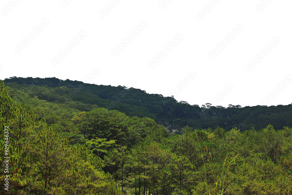 Pine tree hills isolation on transparent background 