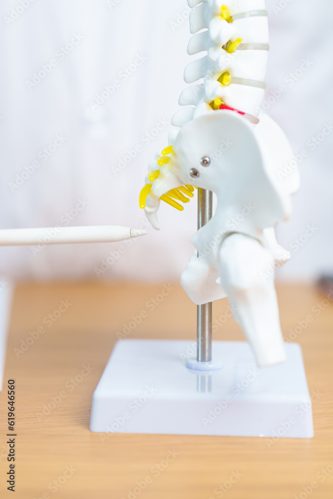 Doctor with human Spine anatomy model. Spinal Cord Disorder and disease, Back pain, Lumbar, Sacral pelvis, Cervical neck, Thoracic, Coccyx, Orthopedist, chiropractic, Office Syndrome and health Doctor with human Spine anatomy model. Spinal Cord Disorder and disease, Back pain, Lumbar, Sacral pelvis, Cervical neck, Thoracic, Coccyx, Orthopedist, chiropractic, Office Syndrome and health