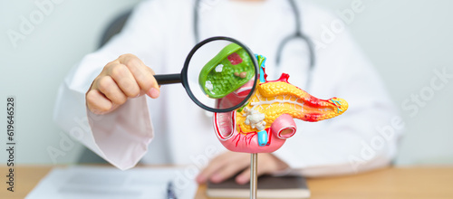 Doctor with human Pancreatitis anatomy model with Pancreas, Gallbladder, Bile Duct, Duodenum, Small intestine and magnifying glass. Pancreatic cancer, acute pancreatitis and Digestive system photo