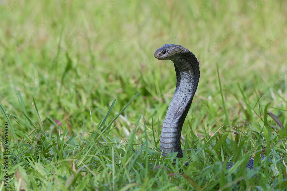 Fototapeta premium Javanese spitting cobra on a grassland