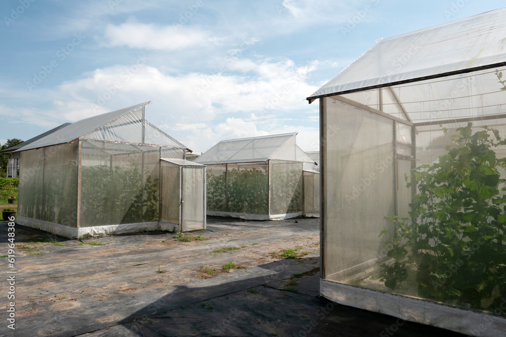Green house or Nursery plants in nature background. Green house or Nursery plants in nature background.
