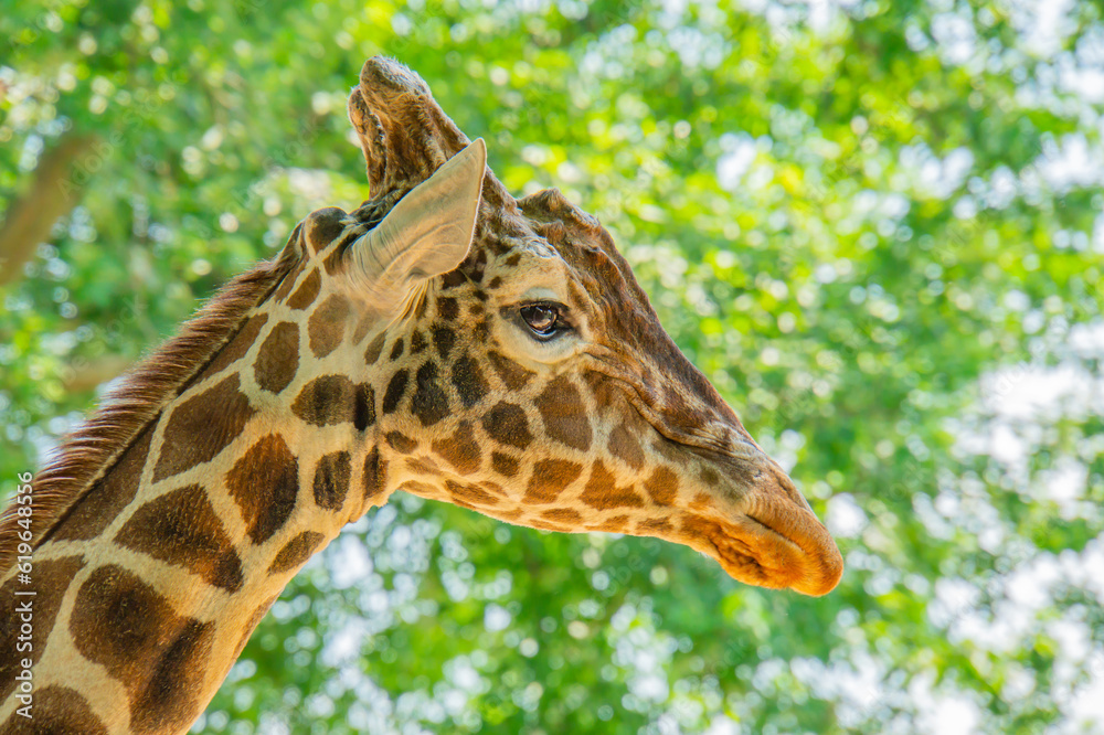 Giraffe head portrait in profile. In the background is a meadow with nice bokeh. Giraffe head portrait in profile. In the background is a meadow with nice bokeh.