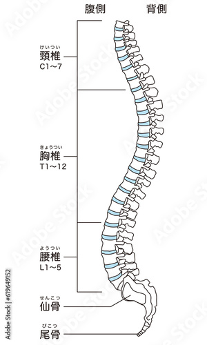 Fotografie 背骨の解剖図　頸椎　胸椎　腰椎　横図