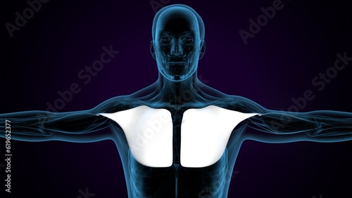 3d illustration  Human Muscular System Torso Muscles Pectoral Muscles Anatomy. photo