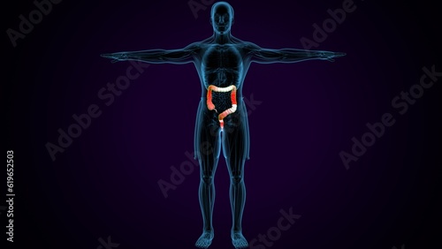 human large intestine. 3d render © PIC4U