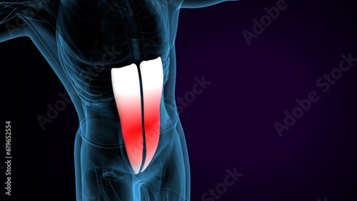 Obraz na plátně 3D illustration of gastronomic Part of Legs Muscle Anatomy