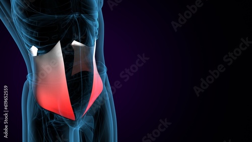 Foto 3D illustration of gastronomic Part of Legs Muscle Anatomy