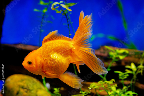 Goldfish Oranda Joven