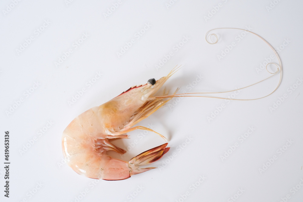 A whiteleg shrimp, Pacific white shrimp, King prawn, Penaeus vannamei