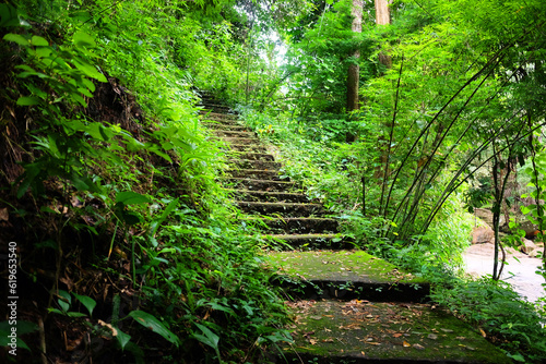 Greenery jungle with Green moss and mushrooms cover and growing on a stairs in tropical rainforest