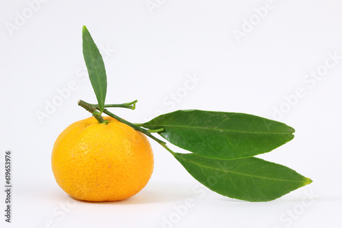 Yellow Tangerine Mandarin Orange