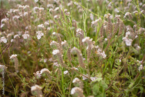 curly flowers in the grass