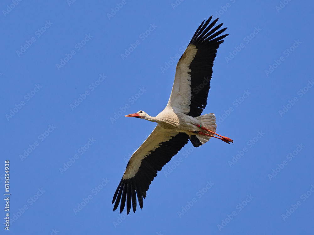 Fototapeta premium White stork (Ciconia ciconia)