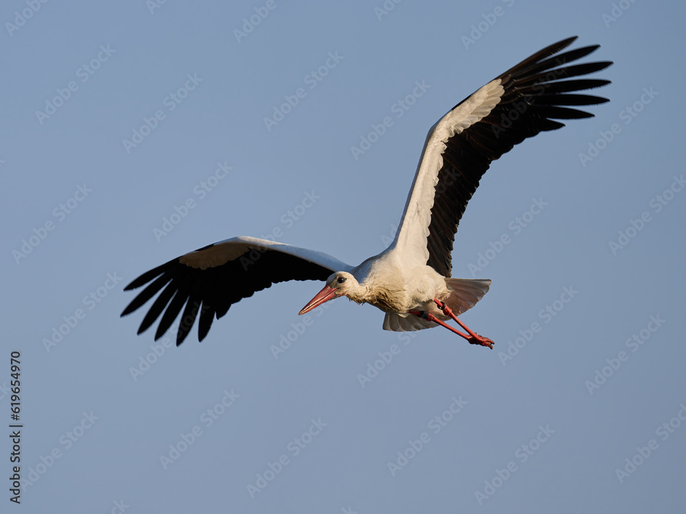 Fototapeta premium White stork (Ciconia ciconia)