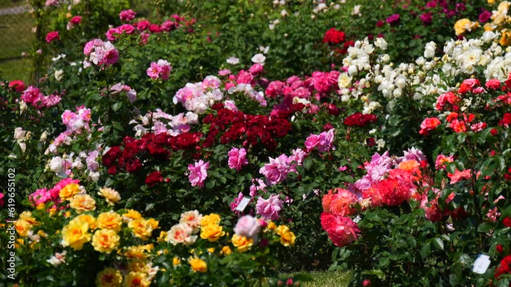 An incredible number of beautiful and varied multi colored blooming roses in the park botanical garden on a summer day An incredible number of beautiful and varied multi colored blooming roses in the park botanical garden on a summer day
