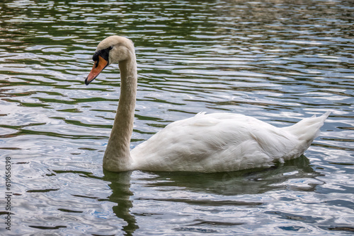 A graceful white swan swimming on a lake with dark water. The white swan is reflected in the water