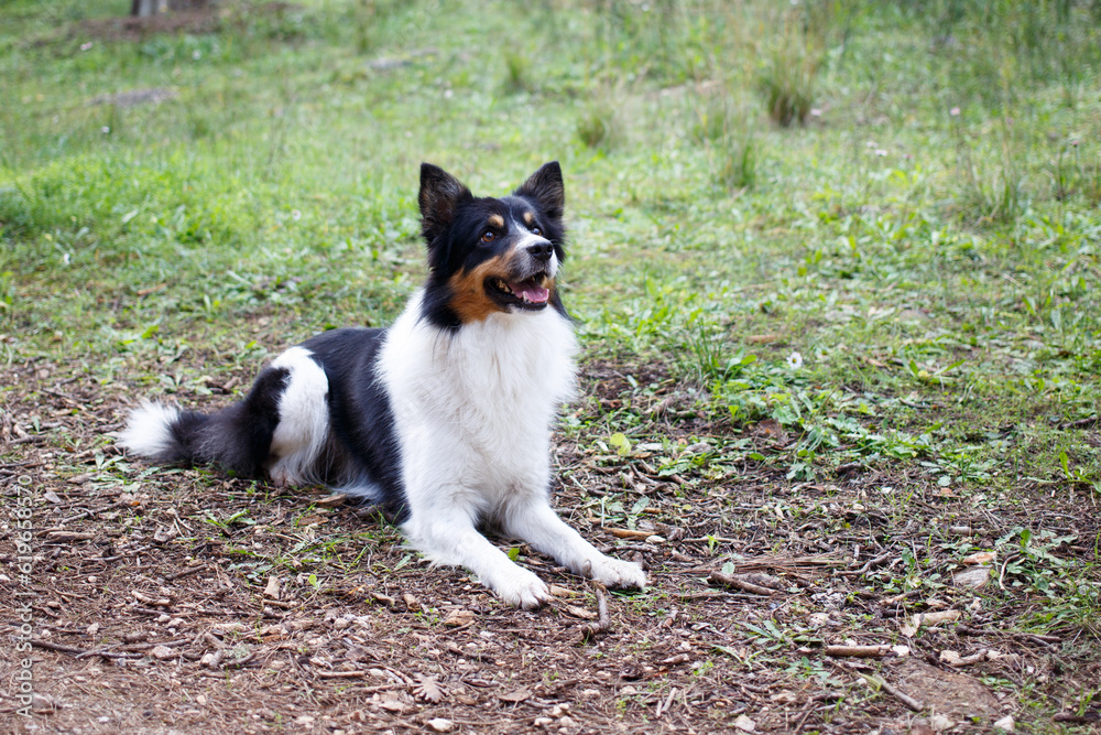 border collie