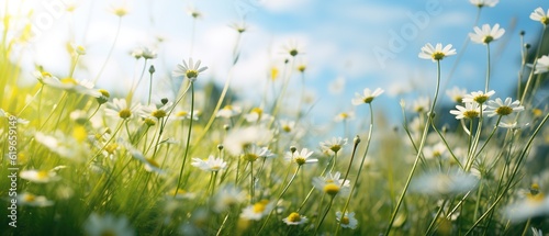 Floral banner, summer or spring blooming background