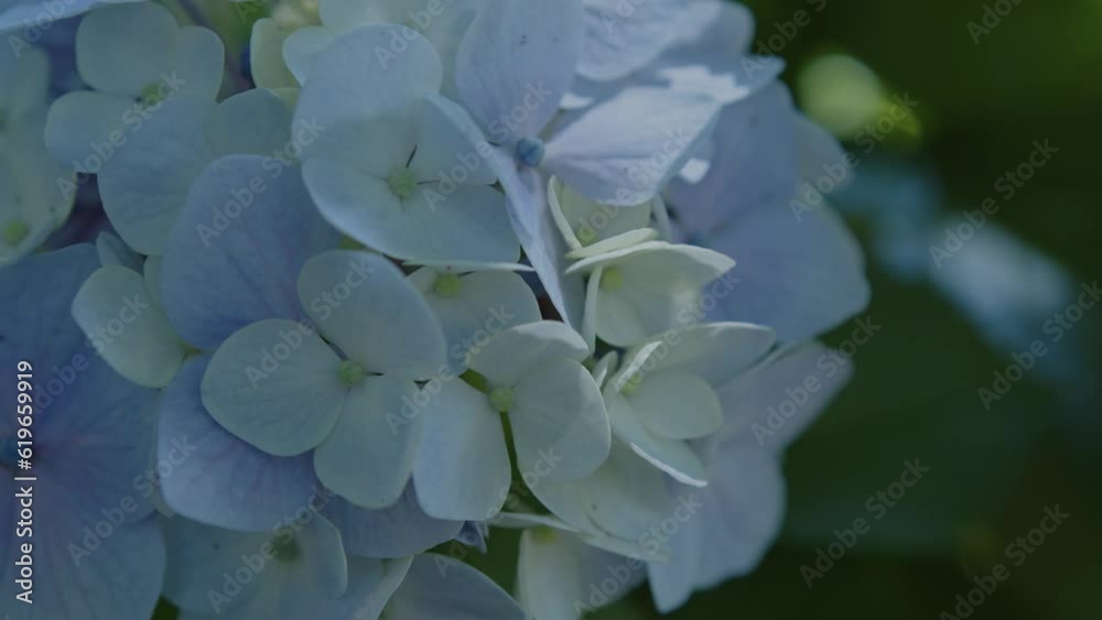 夏の木漏れ日に当たりながら揺れる公園の紫陽花