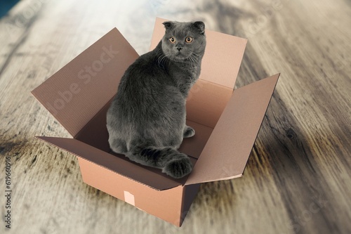 A domestic cute cat sits in big box