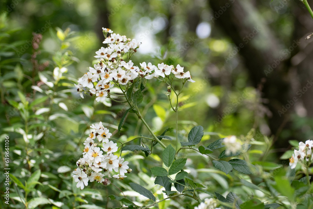 ノイバラの花 ノイバラの花