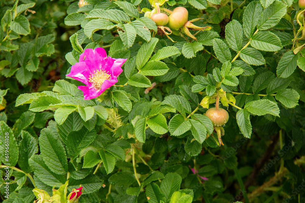 ハマナスの花