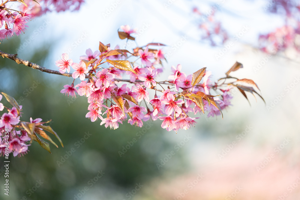Closeup of Wild Himalayan Cherry (Prunus cerasoides) or thai sakura flower Closeup of Wild Himalayan Cherry (Prunus cerasoides) or thai sakura flower