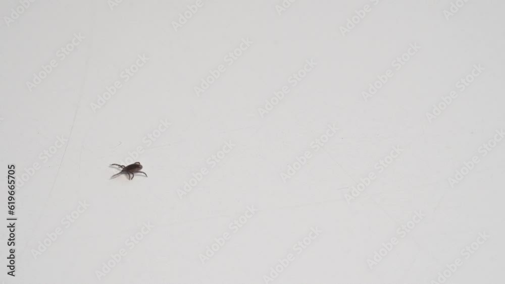 Small tick crawling on white background across frame right to left Small tick crawling on white background across frame right to left