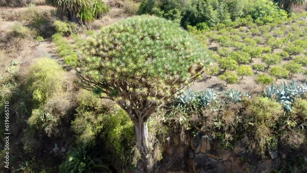 canary dragon Pino Santo, Gran Canaria: aerial shot and zoom out on this hundred-year-old Canarian dragon tree on a sunny day. canary dragon Pino Santo, Gran Canaria: aerial shot and zoom out on this hundred-year-old Canarian dragon tree on a sunny day.
