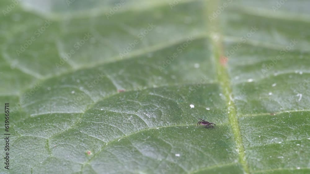 Tiny tick on broad green leaf turns slowly - looking for host to suck blood - Parasitic mite insect in its natural habitat Tiny tick on broad green leaf turns slowly - looking for host to suck blood - Parasitic mite insect in its natural habitat