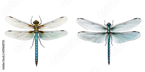 Dragonfly isolated on white background. Transparent image photo