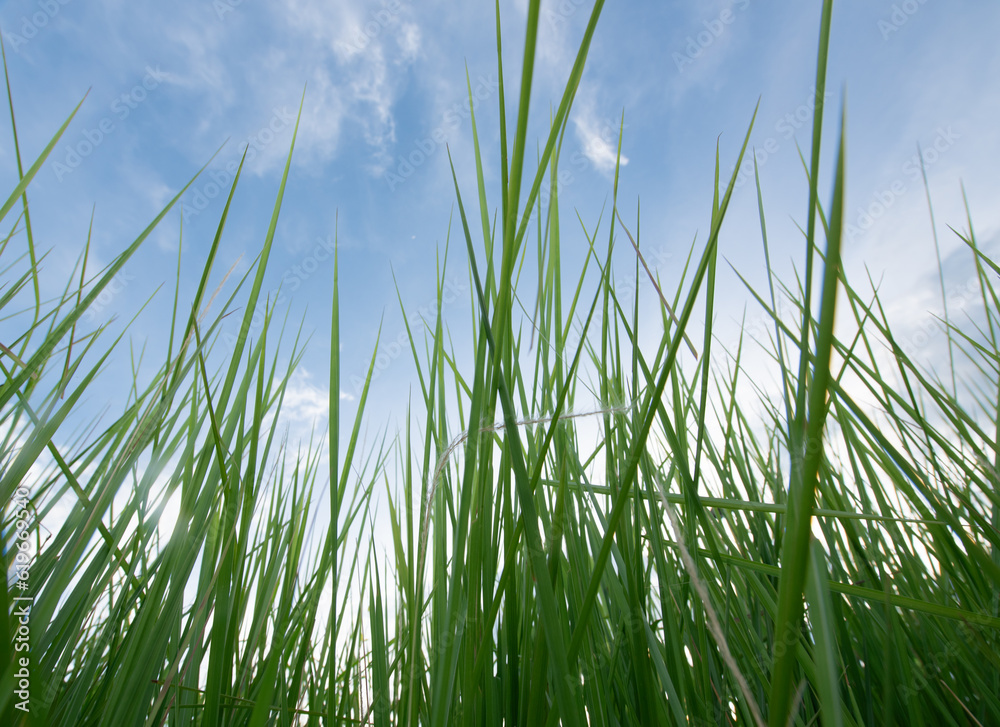 Green grass and blue sky with clouds