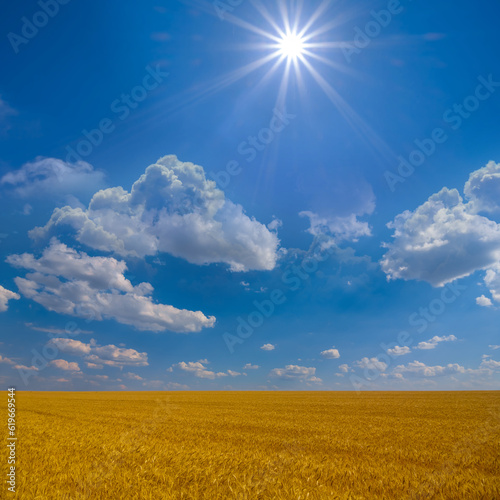 summer wheat field under sparkle sun