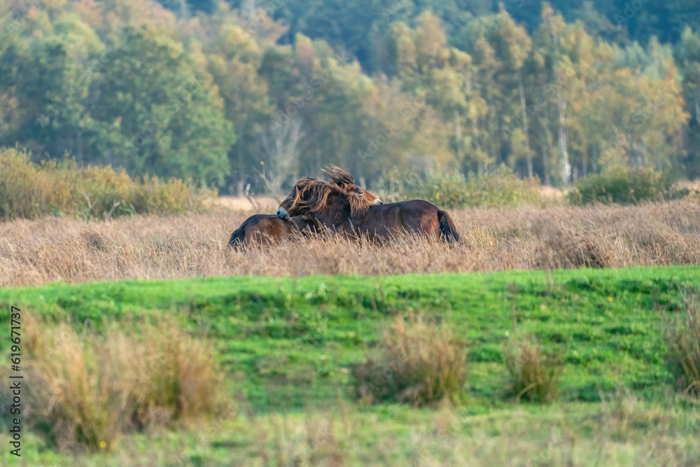 Two fighting wild brown Exmoor ponies, against a forest and reed background. Biting, rearing and hitting. autumn colors in winter. Selective focus, lonely, two animals, fight, stallion, mare