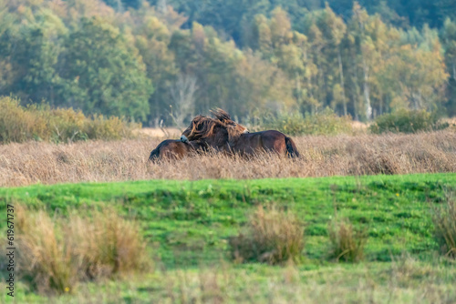 Obraz na płótnie Two fighting wild brown Exmoor ponies, against a forest and reed background. Biting, rearing and hitting. autumn colors in winter. Selective focus, lonely, two animals, fight, stallion, mare w salonie