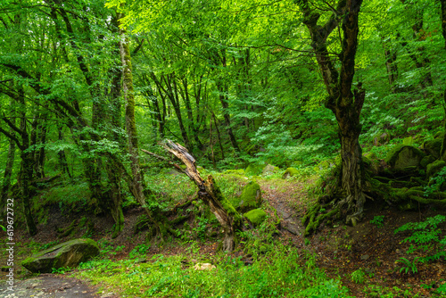 Fototapeta Naklejka Na Ścianę i Meble -  Dense green wet forest at rainy season