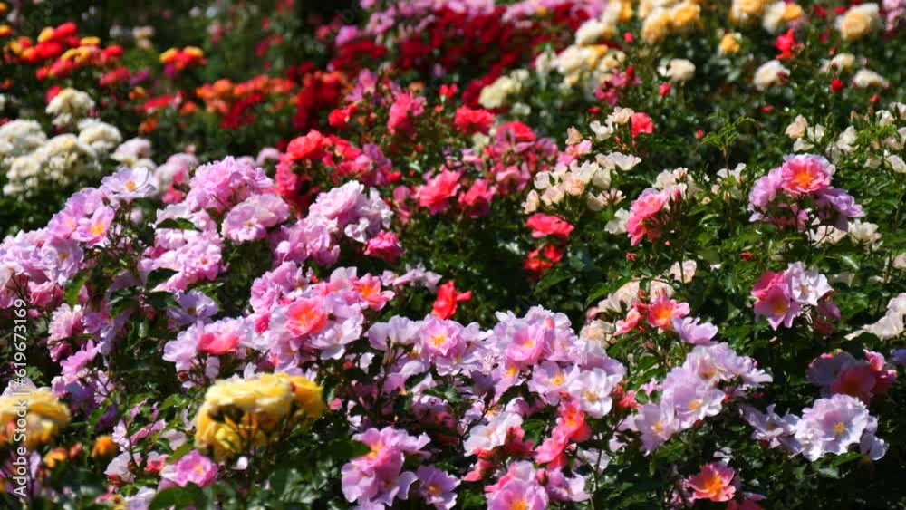 An incredible number of beautiful and varied multi colored blooming roses in the park botanical garden on a summer day An incredible number of beautiful and varied multi colored blooming roses in the park botanical garden on a summer day