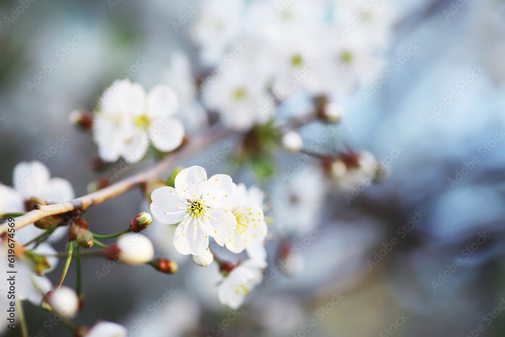 White flower on the tree. Apple and cherry blossoms. Spring flowering. White flower on the tree. Apple and cherry blossoms. Spring flowering.