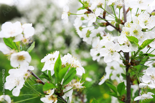 White flowers on a green bush. Spring cherry apple blossom. The white rose is blooming.