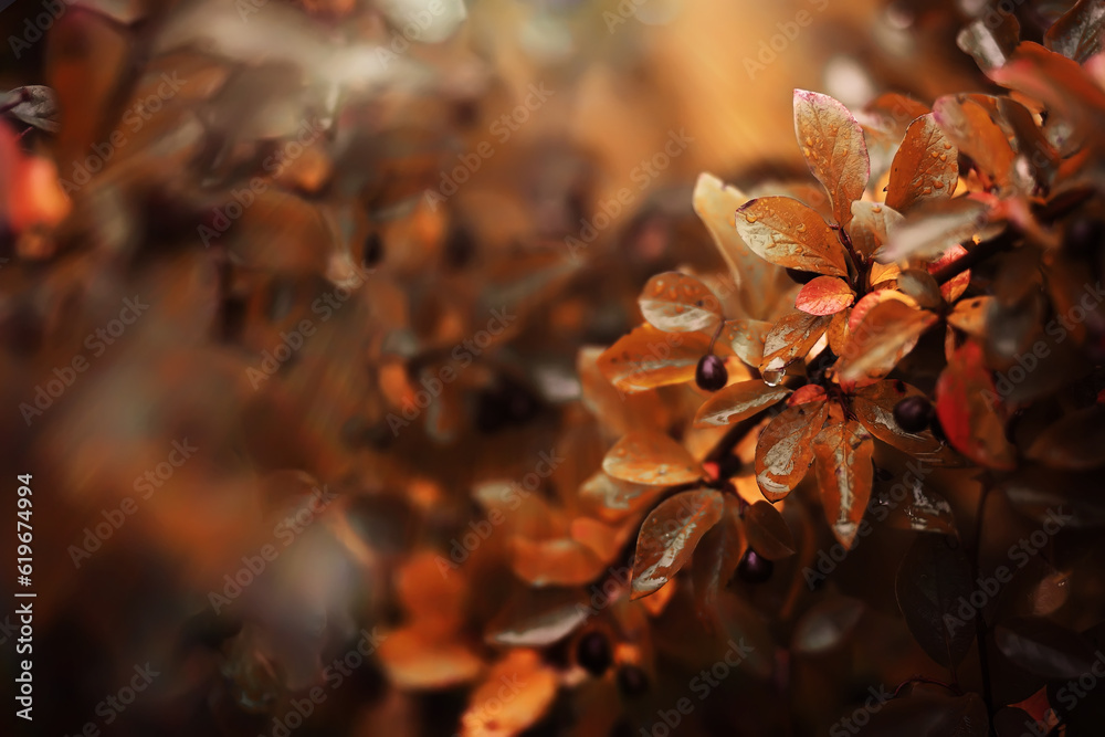 Lively closeup of falling autumn leaves with vibrant backlight from the setting sun Lively closeup of falling autumn leaves with vibrant backlight from the setting sun