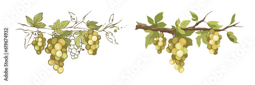 Green grapevine - vector illustrations. Set of design elements with a branch vine with leaves and berries. Freehand drawing in watercolor style.