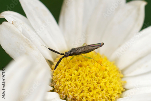 Natural closeup on a remarkable Mirid bug, Heterotoma planicornis with it's long antenna photo