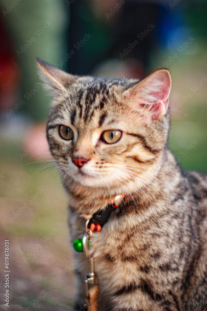 The cat is looking for its owner to go home at the sunset. The cat is looking for its owner to go home at the sunset.