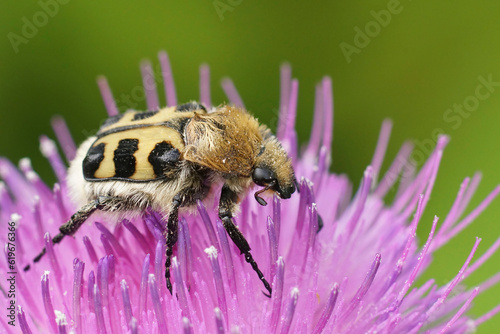Closeup on the French Flower Chafer, Trichius gallicus feeding on a purple knapweed flower