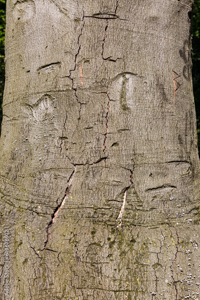 Abstract texture of tree bark Abstract texture of tree bark