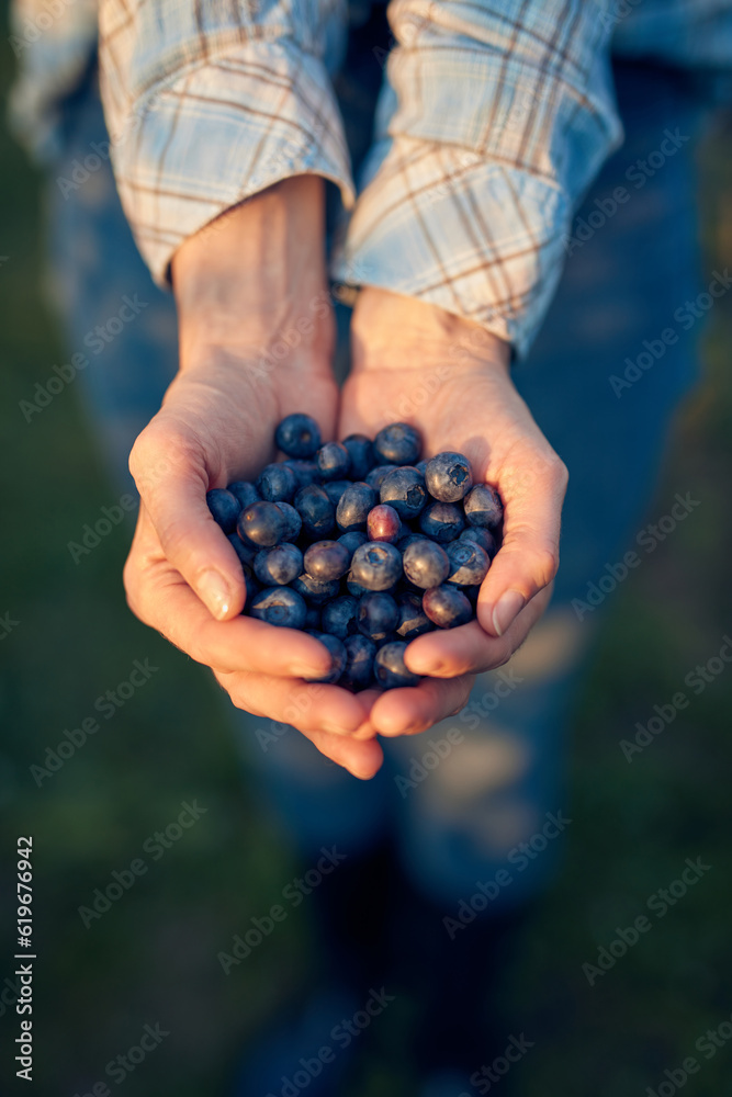 Woman holding fresh blueberries on a farm. Woman holding fresh blueberries on a farm.