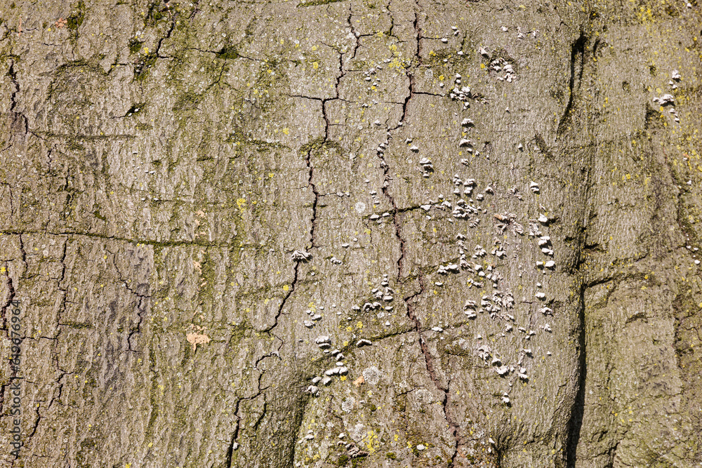 Abstract texture of tree bark