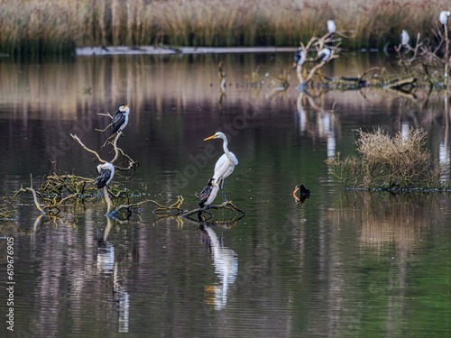 Great Egret Looks Away