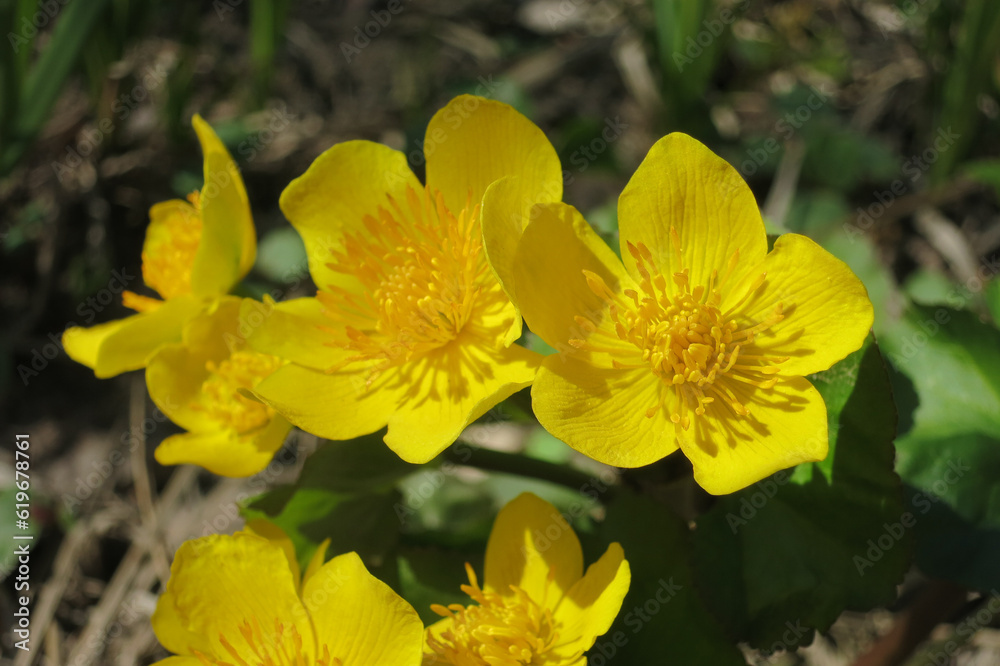 Spring flowering of marsh yellow flowers of terry marsh marigold marsh, other names (mullein, cow lily, common marsh marigolds) Spring flowering of marsh yellow flowers of terry marsh marigold marsh, other names (mullein, cow lily, common marsh marigolds)